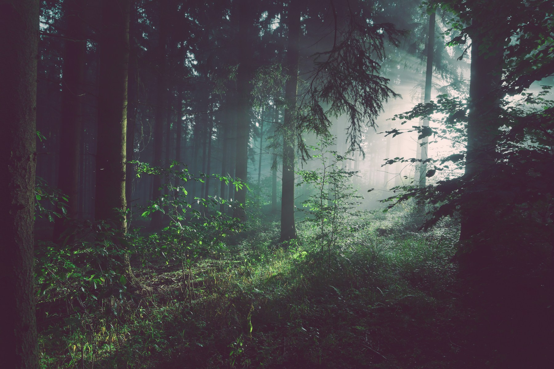 Soft sunlight filtering through a peaceful green forest